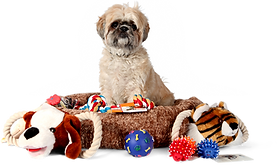 Carolark puppy classes cheap